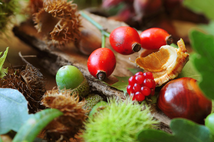 Waldfrüchte und Herbstlaub