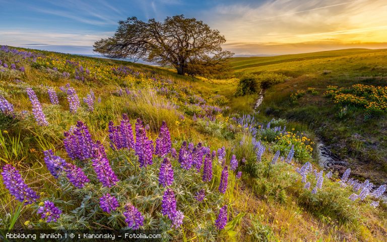 Die Lupine – Nahrung für die Welt? Heimische Pflanze kommt ganz groß heraus