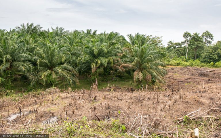 Die Ölpalme zerstört die Umwelt – und jeder macht mit